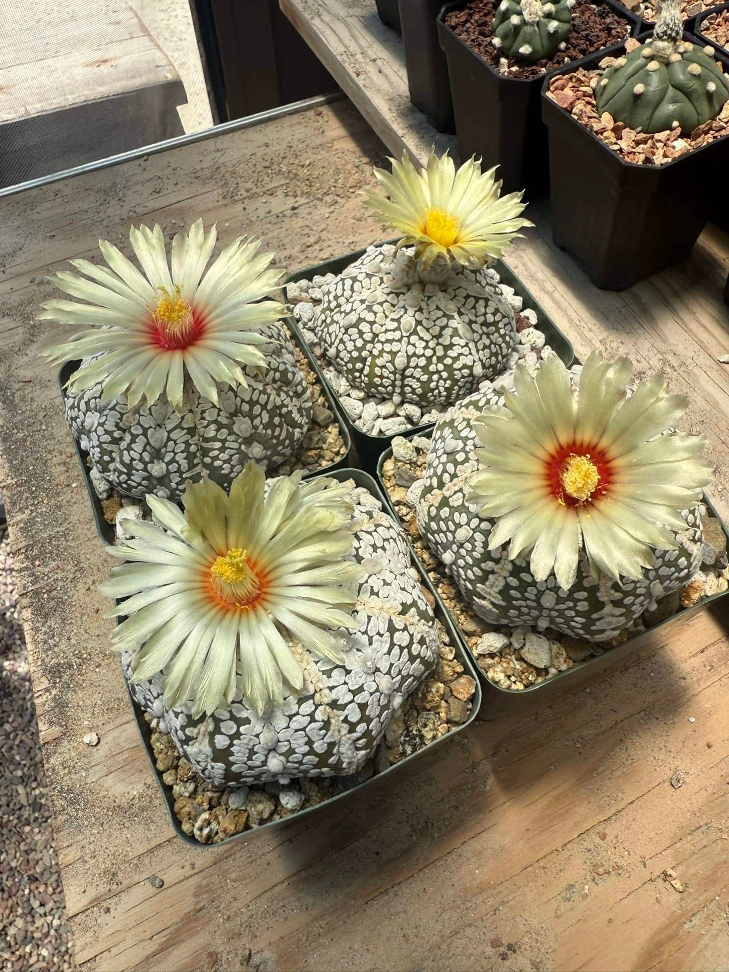 Astrophytum asterias Superkabuto 10+ Seeds
