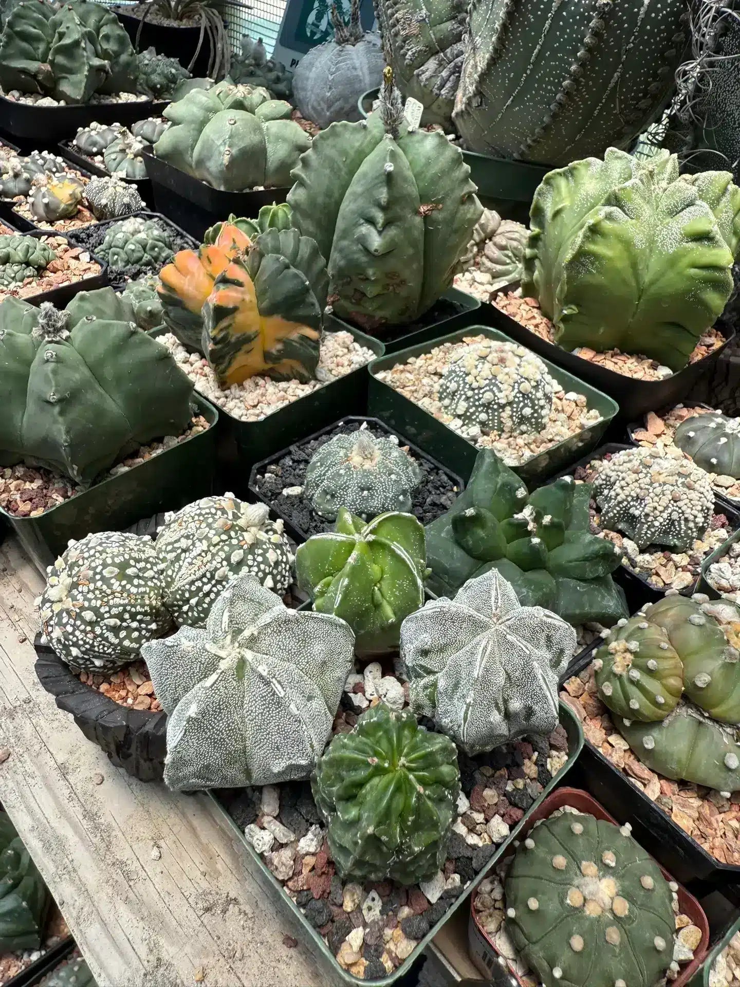 Astrophytum myriostigma Mix 20+ Seeds