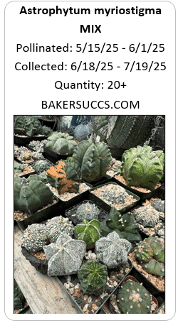 Astrophytum myriostigma Mix 20+ Seeds