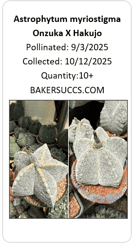 Astrophytum myriostigma Onzuka Hakujo 10+ seeds