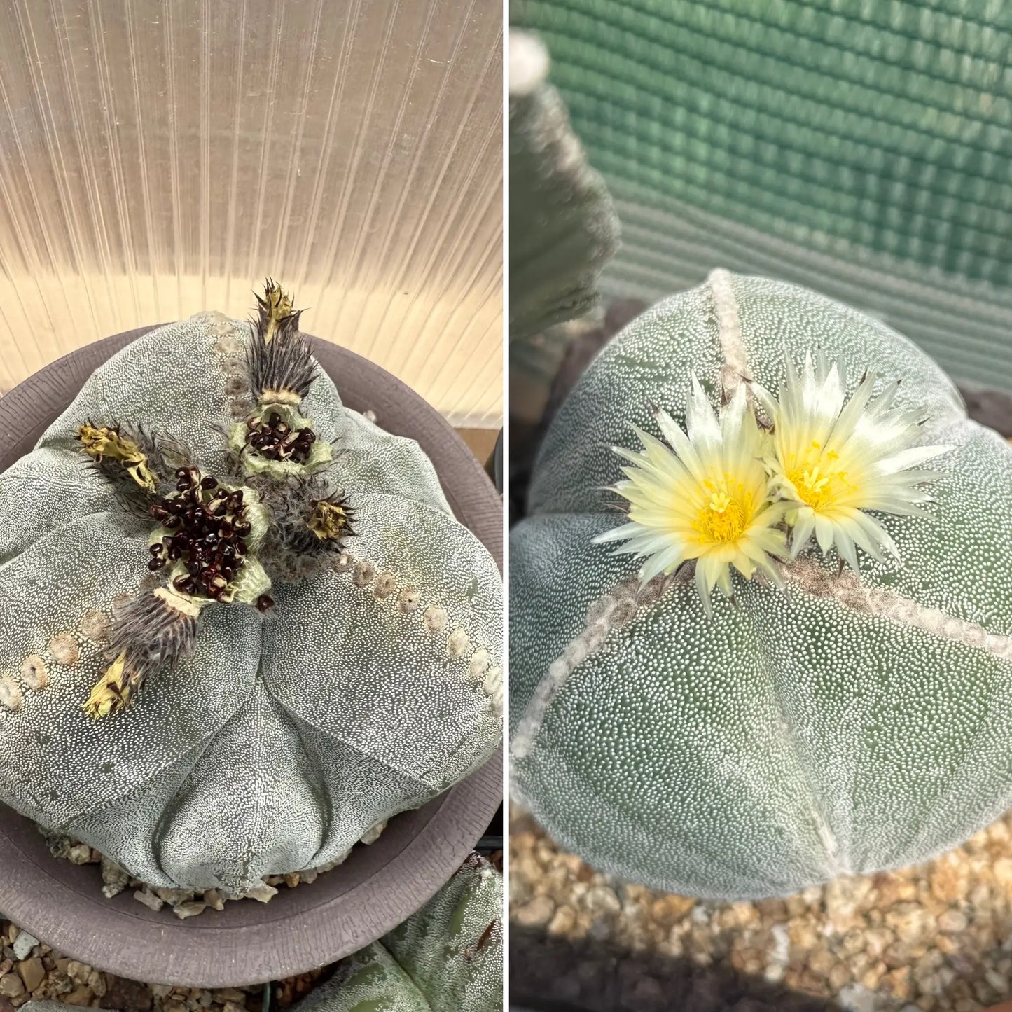 Astrophytum myriostigma f. tricostatum 10+ Seeds