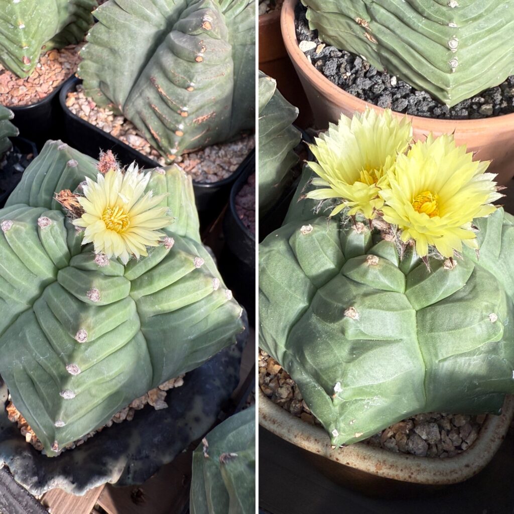 Astrophytum myriostigma cv. Kikko Seeds