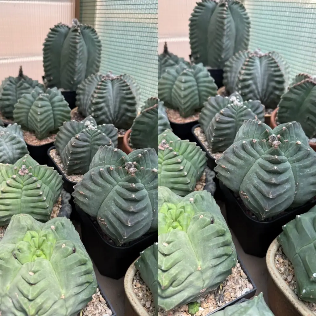 Astrophytum myriostigma cv. Kikko 15+ Seeds - Image 2