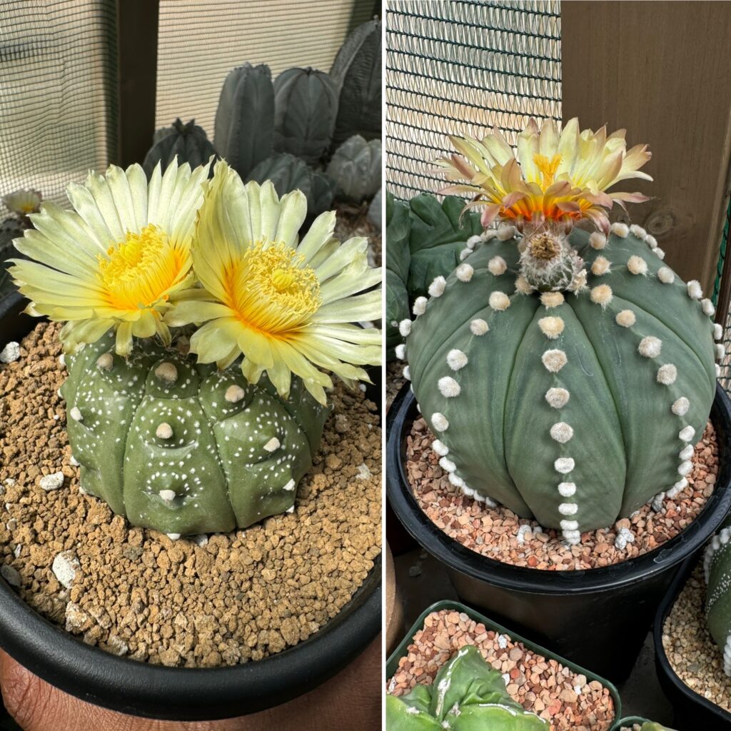 Astrophytum asterias 20+ Seed Mix