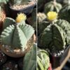 Astrophytum myriostigma cv. Kikko Fukuryu