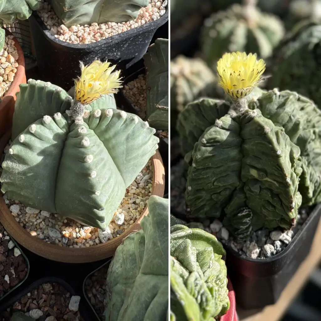 Astrophytum myriostigma cv. Kikko Fukuryu