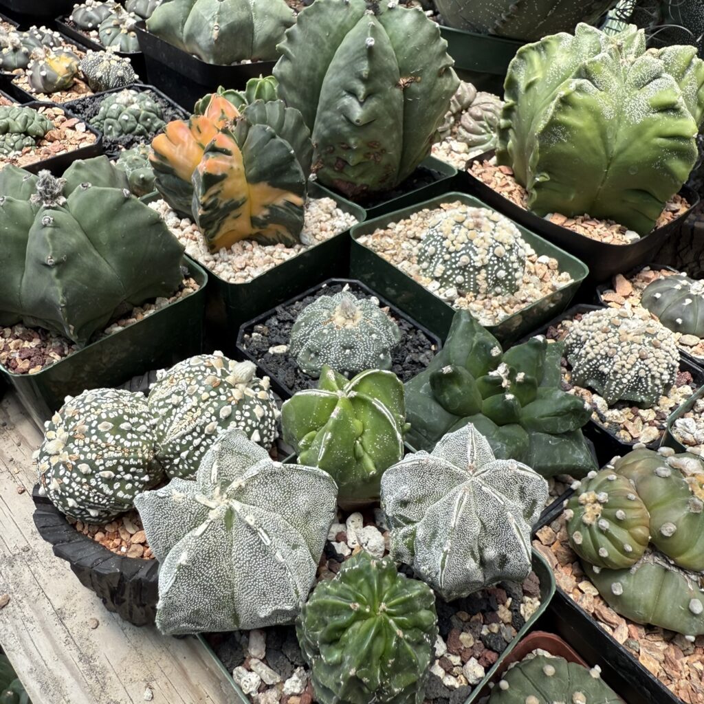 Astrophytum myriostigma Mix 20+ Seeds