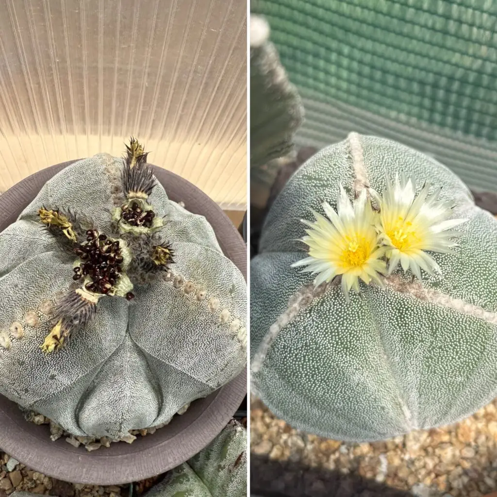 Astrophytum myriostigma f. Tricostatum