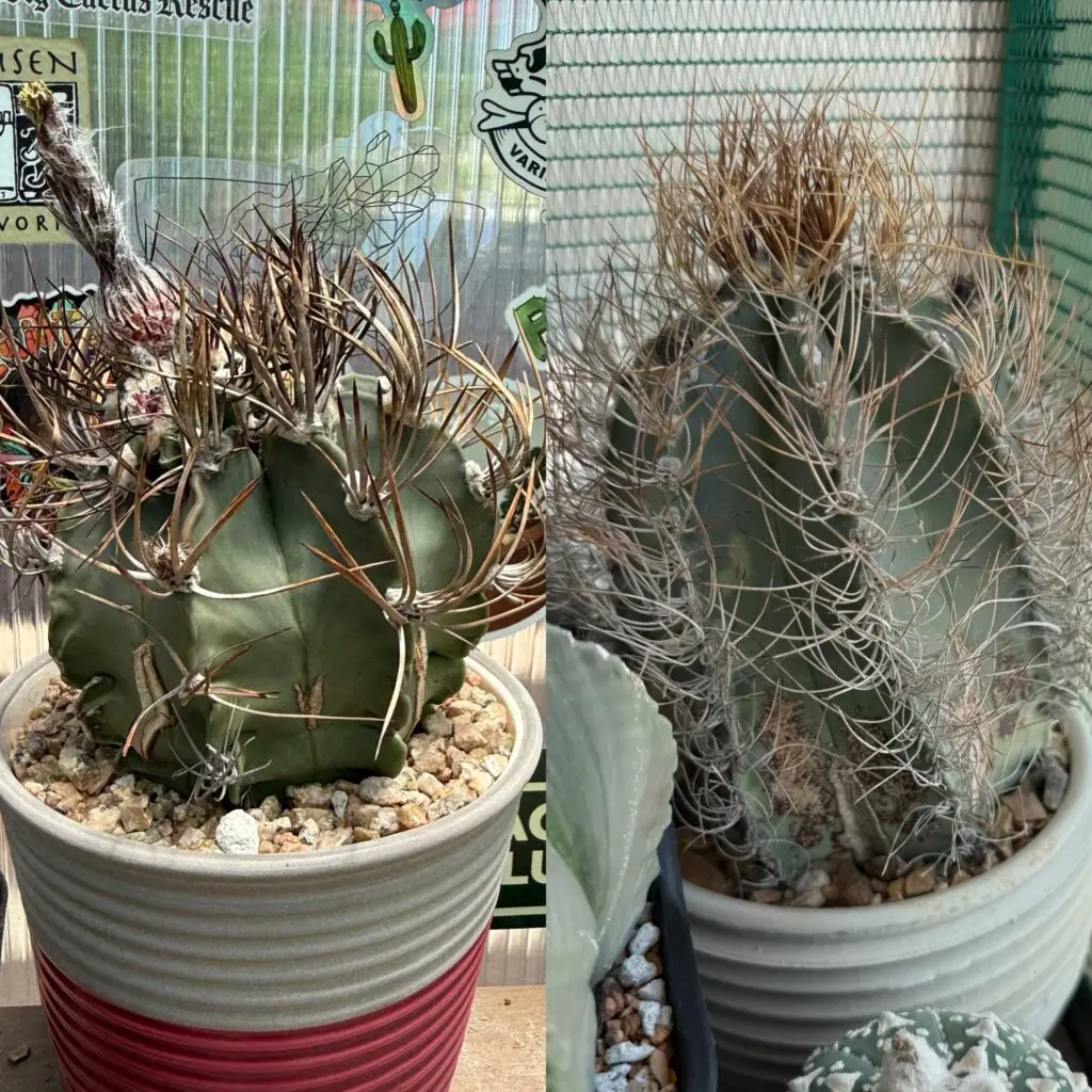 Astrophytum capricorne var. senile 15+ Seeds