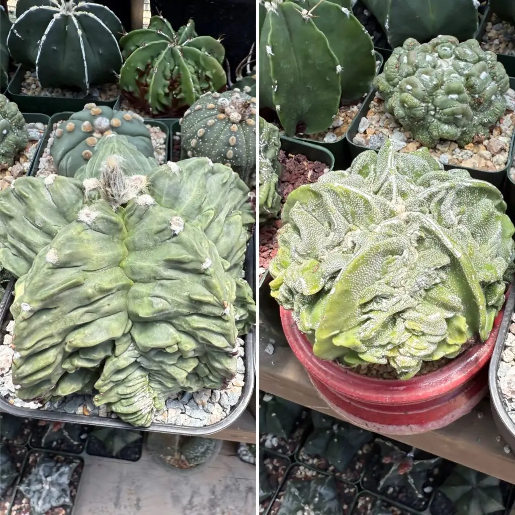 Astrophytum myriostigma cv. Fukuryu 10+ Seeds
