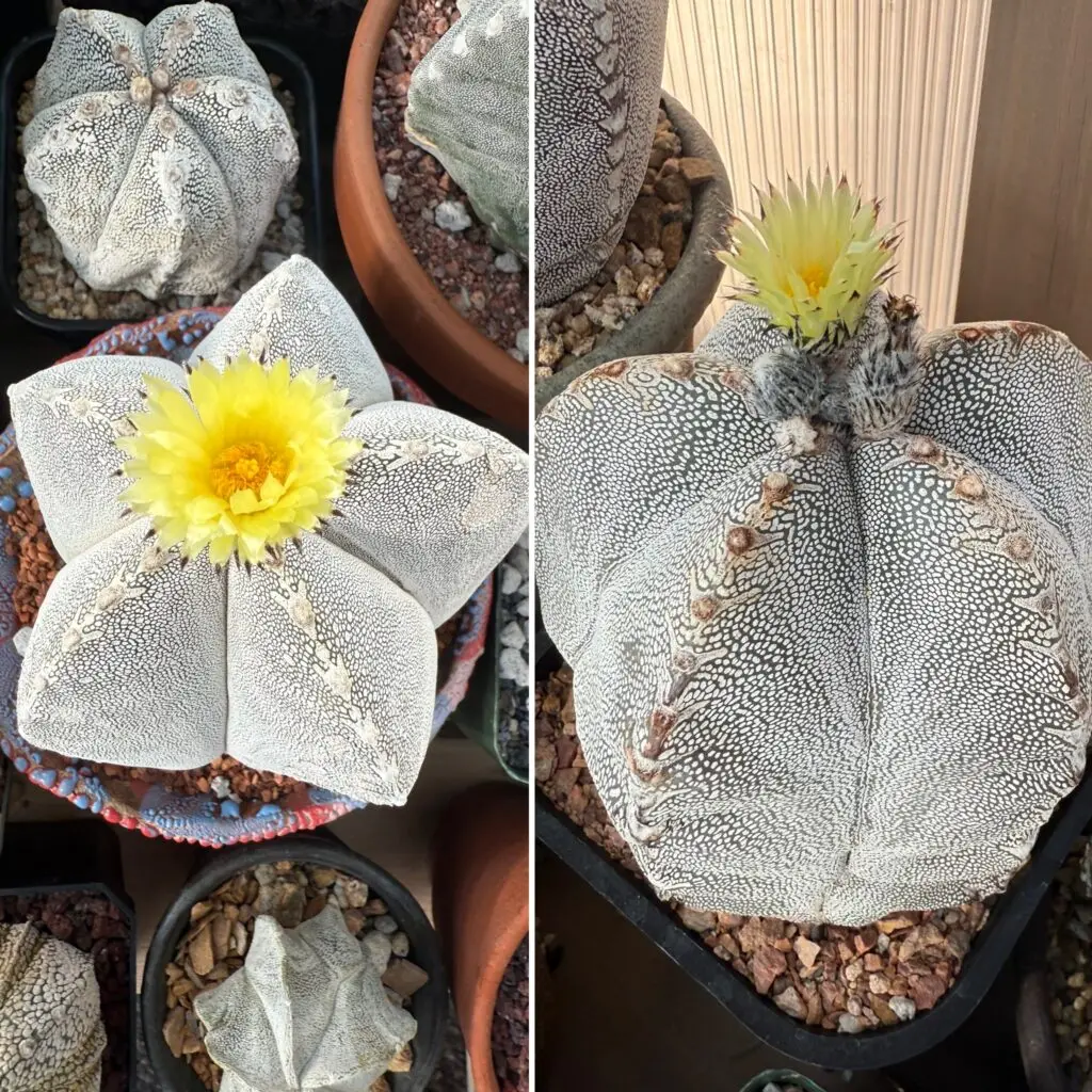 Astrophytum myriostigma cv. Onzuka Seeds