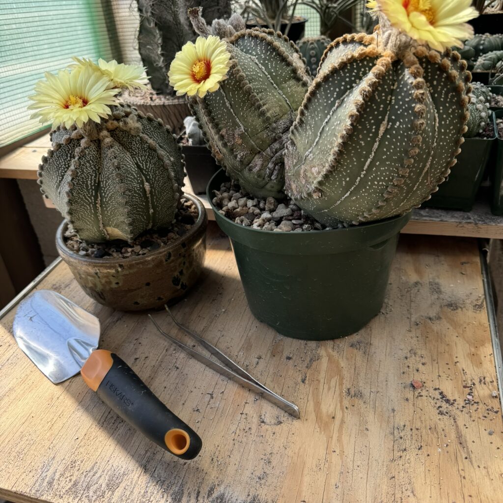 Astrophytum capricorne x asterias 15+ Seeds