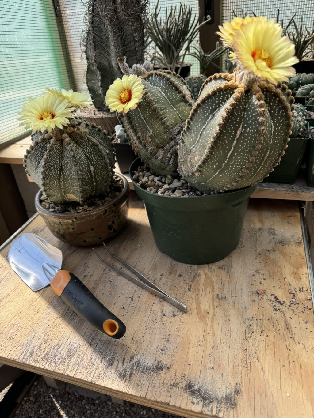 Astrophytum capricorne x asterias 15+ Seeds