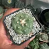 Astrophytum asterias cv. Kikko