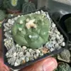 Astrophytum asterias cv. Kikko - Image 2