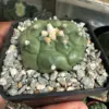 Astrophytum asterias cv. Kikko - Image 3