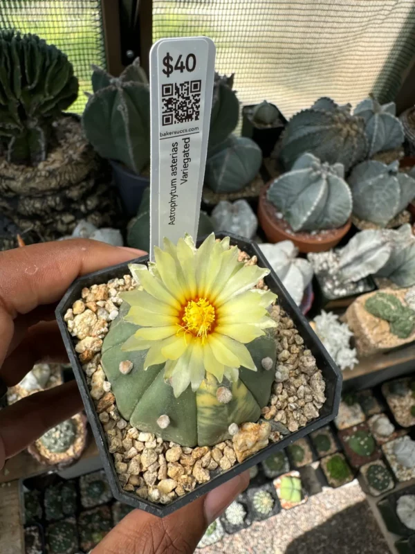 Astrophytum asterias Variegated - Image 3