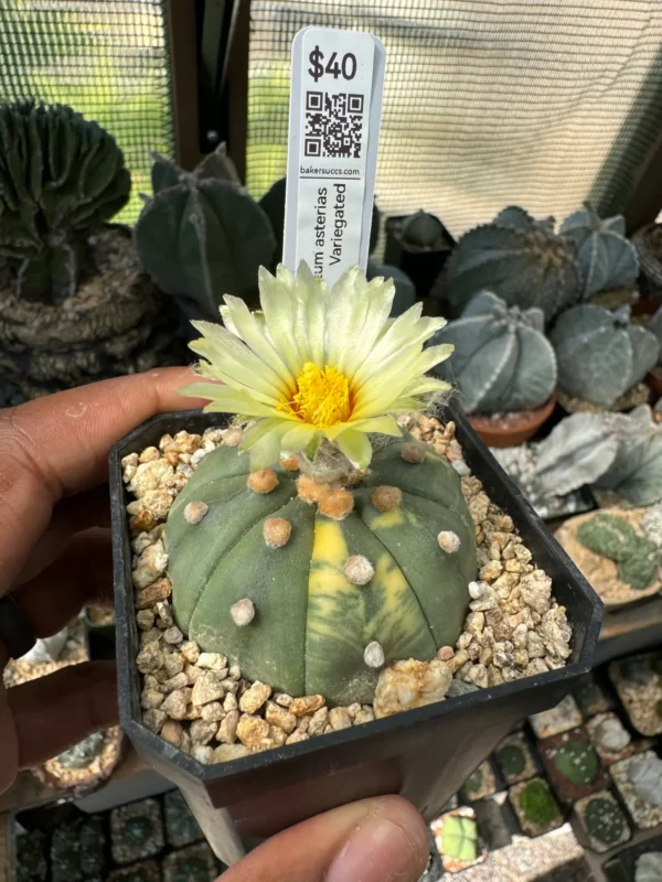 Astrophytum asterias Variegated