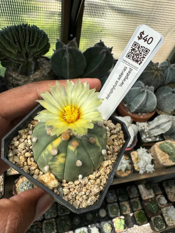 Astrophytum asterias Variegated - Image 2