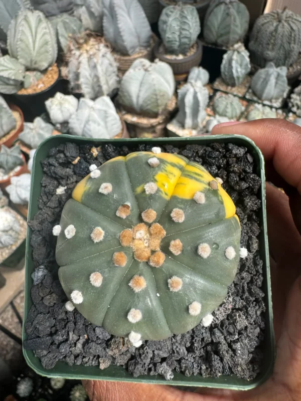 Astrophytum asterias Variegated - Image 3