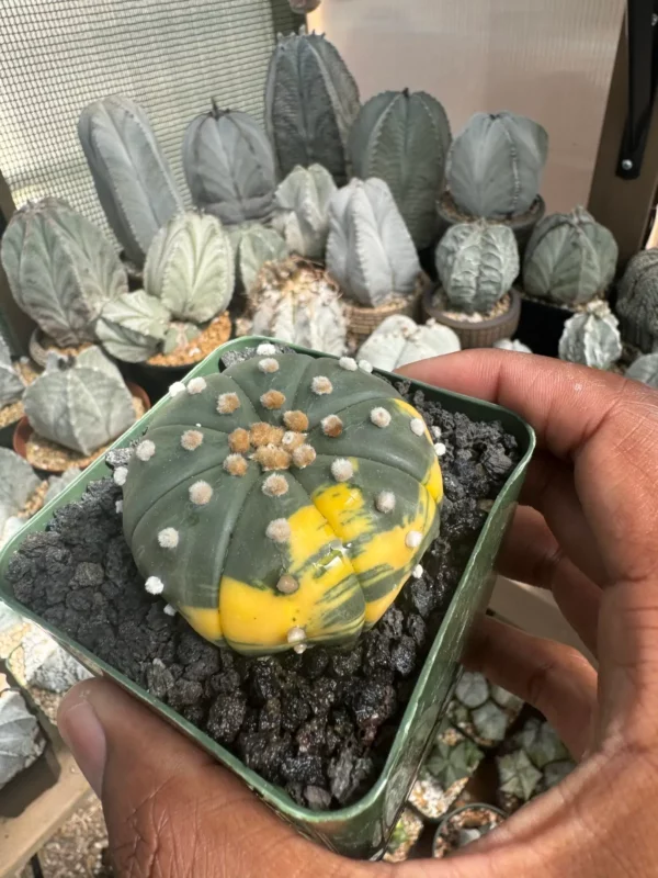 Astrophytum asterias Variegated - Image 2
