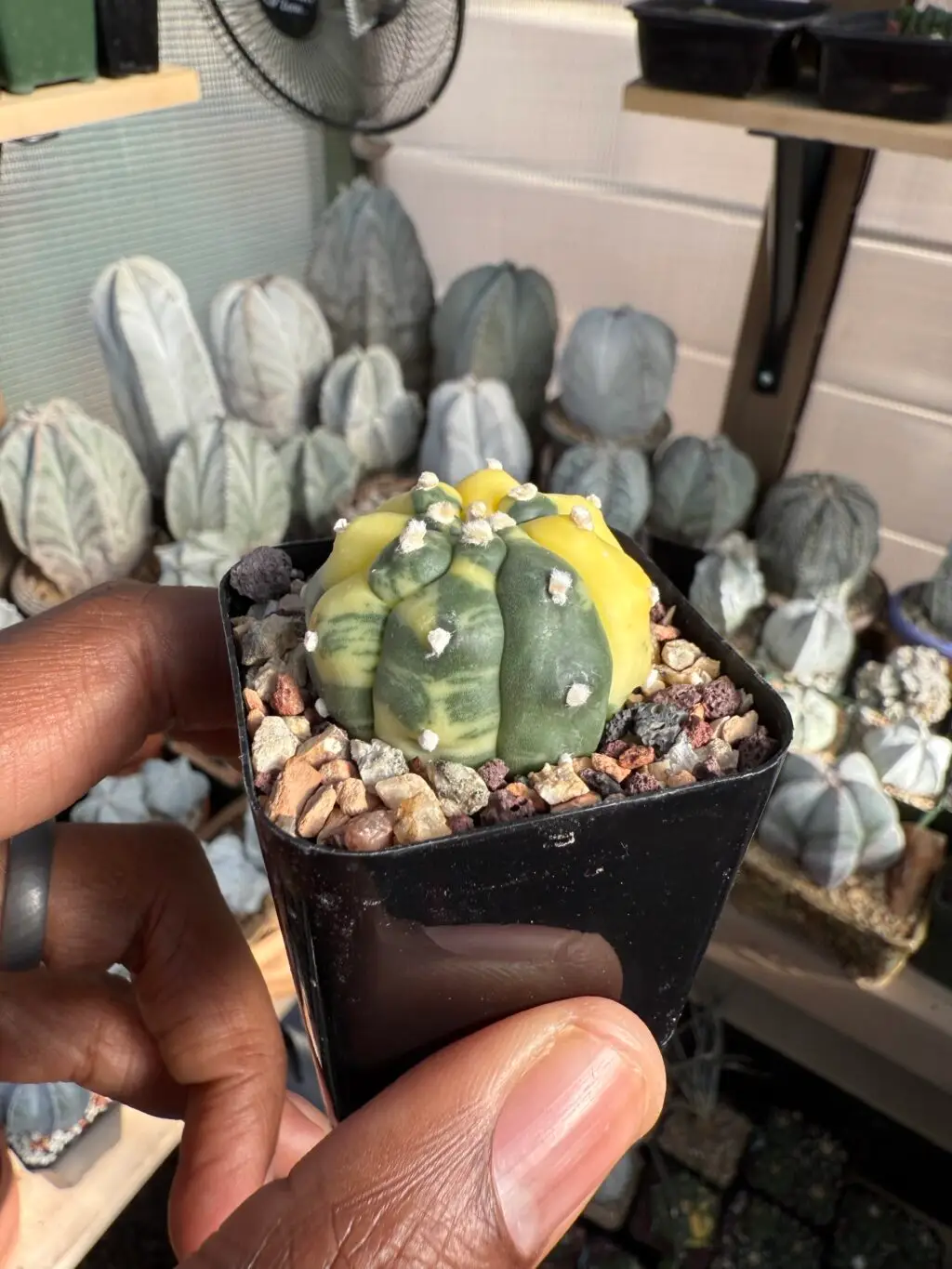 Astrophytum asterias cv. Kikko Variegated - Image 2