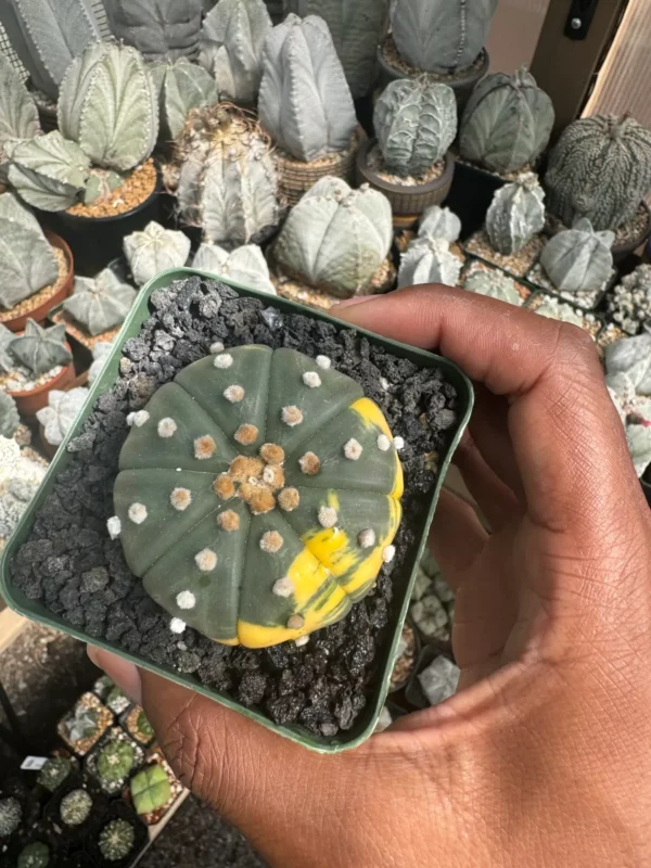 Astrophytum asterias Variegated