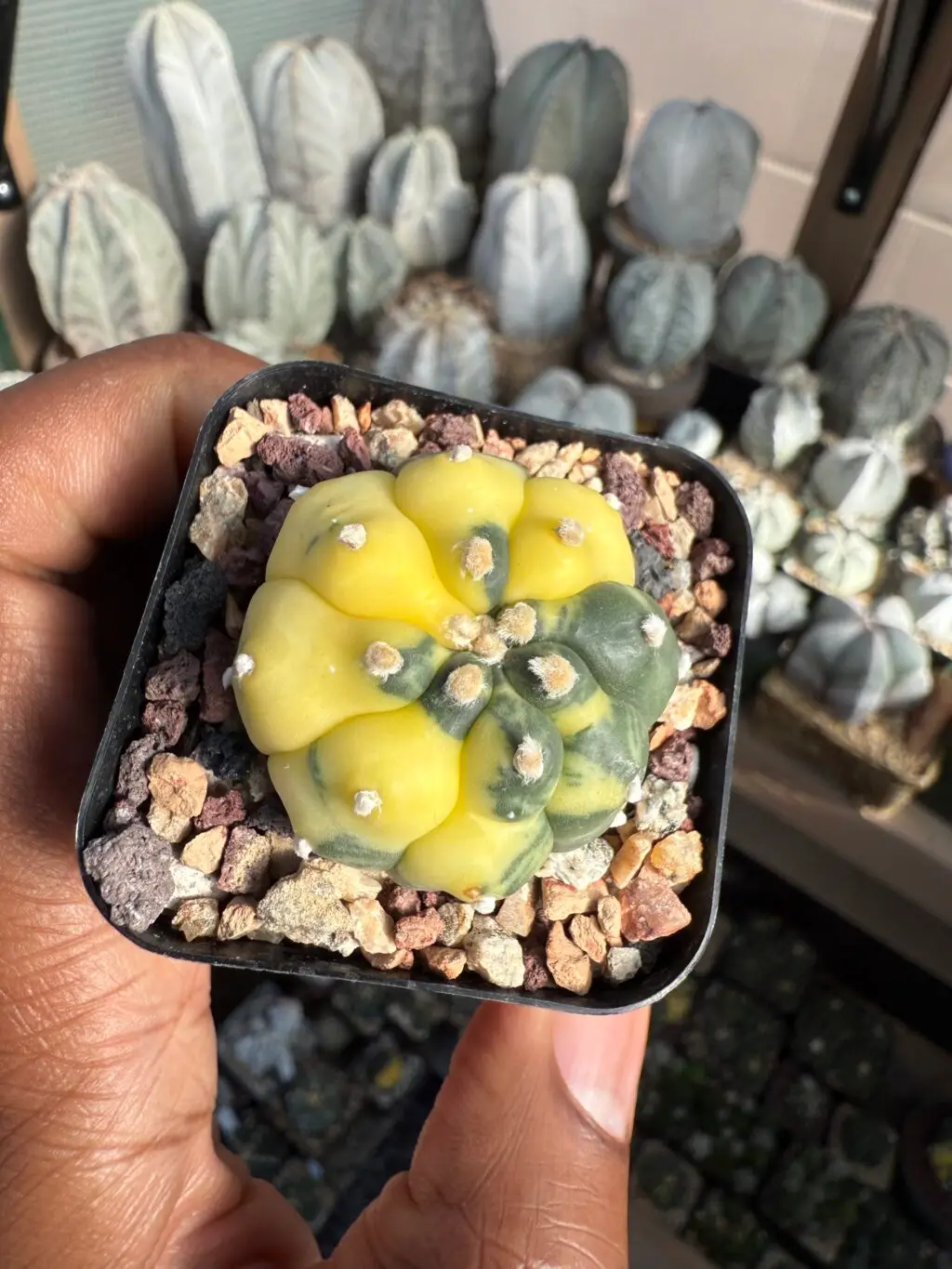 Astrophytum asterias cv. Kikko Variegated