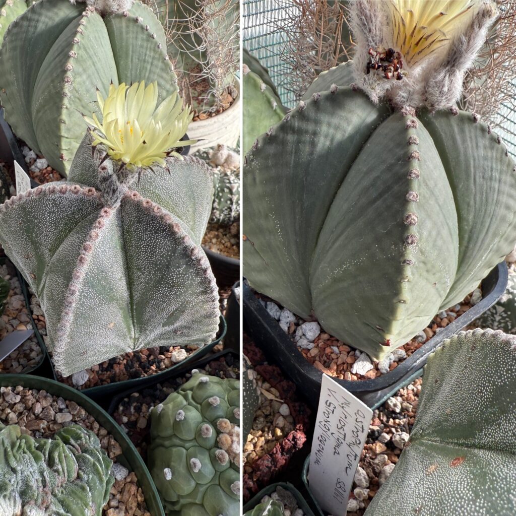 Astrophytum myriostigma var. strongylogonum 15+ Seeds