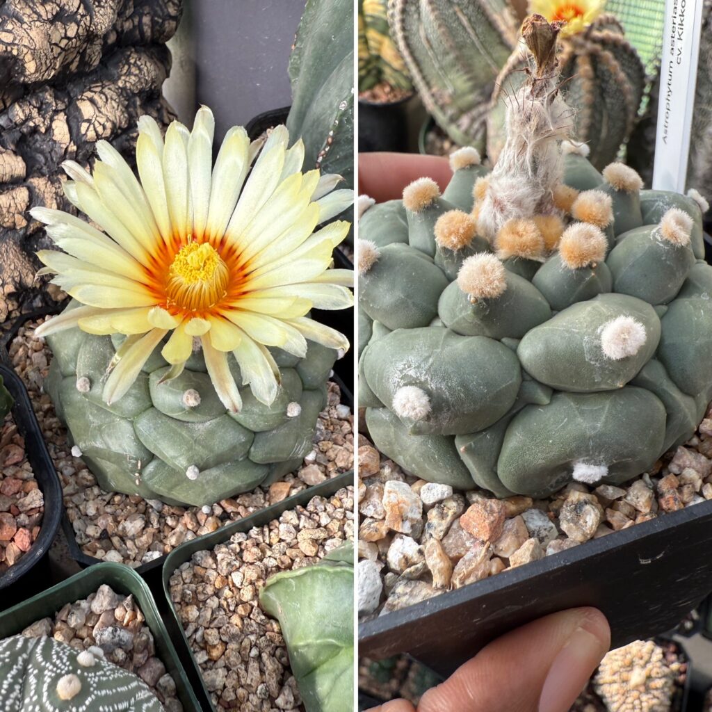 Astrophytum asterias cv. Kikko nudum 15+ Seeds