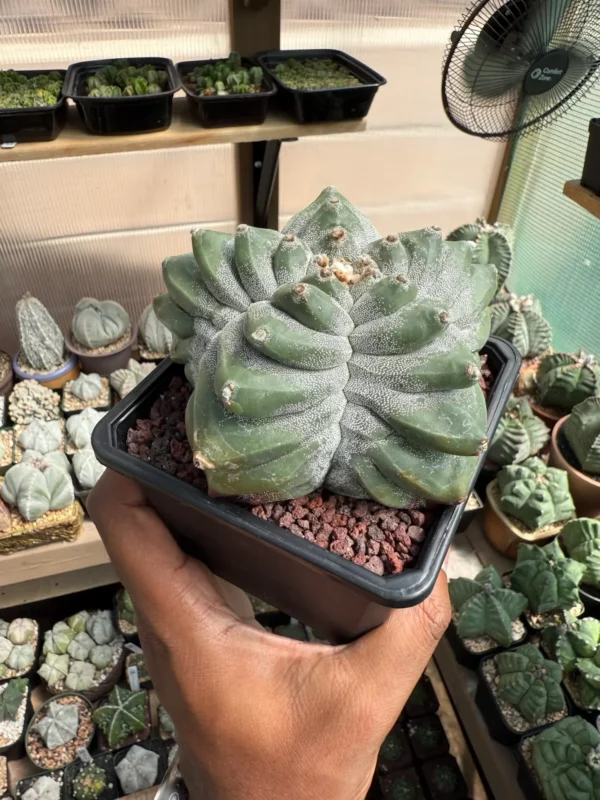 Astrophytum myriostigma cv. Kikko