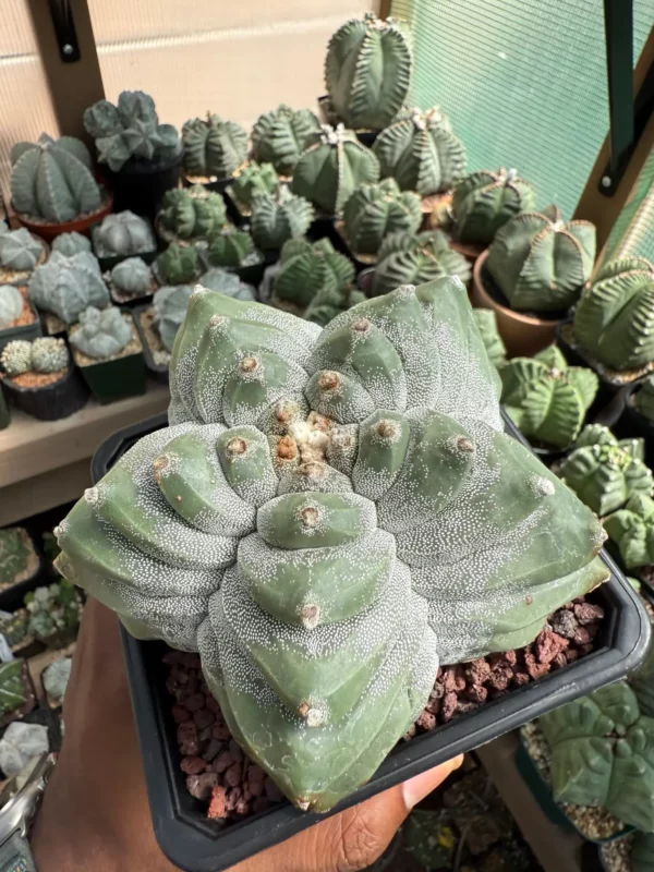 Astrophytum myriostigma cv. Kikko - Image 4