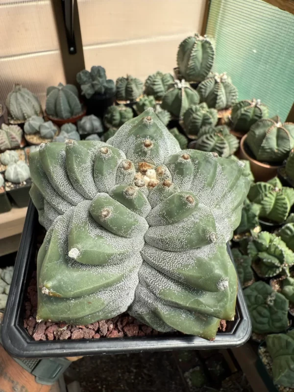 Astrophytum myriostigma cv. Kikko - Image 2