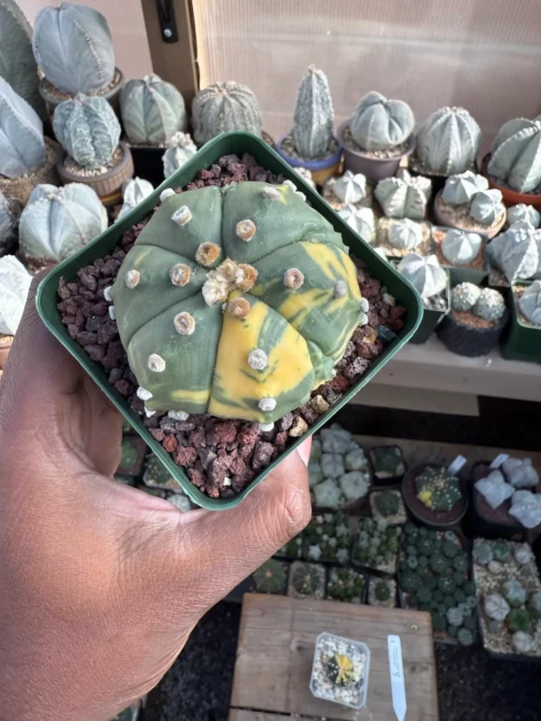 Astrophytum asterias Variegated - Image 3