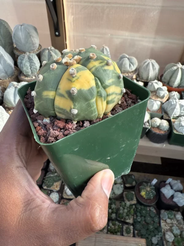 Astrophytum asterias Variegated - Image 2