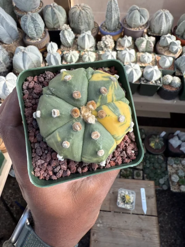 Astrophytum asterias Variegated