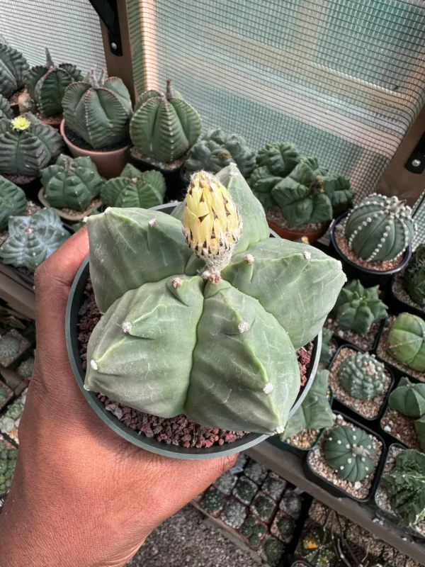 Astrophytum myriostigma cv. Kikko nudum