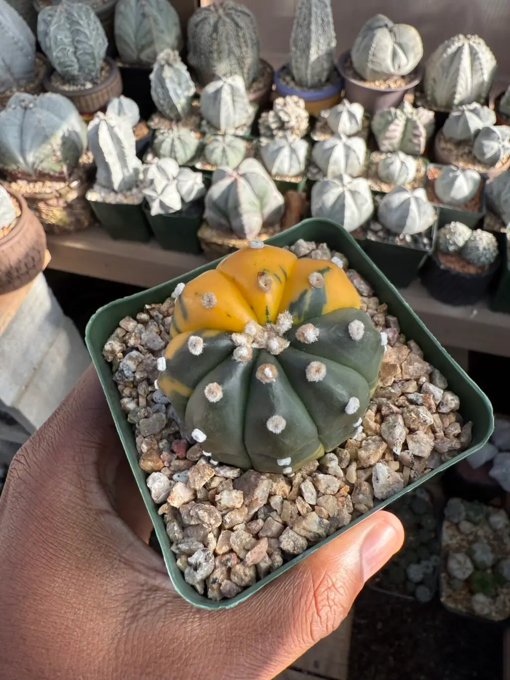 Astrophytum asterias Variegated