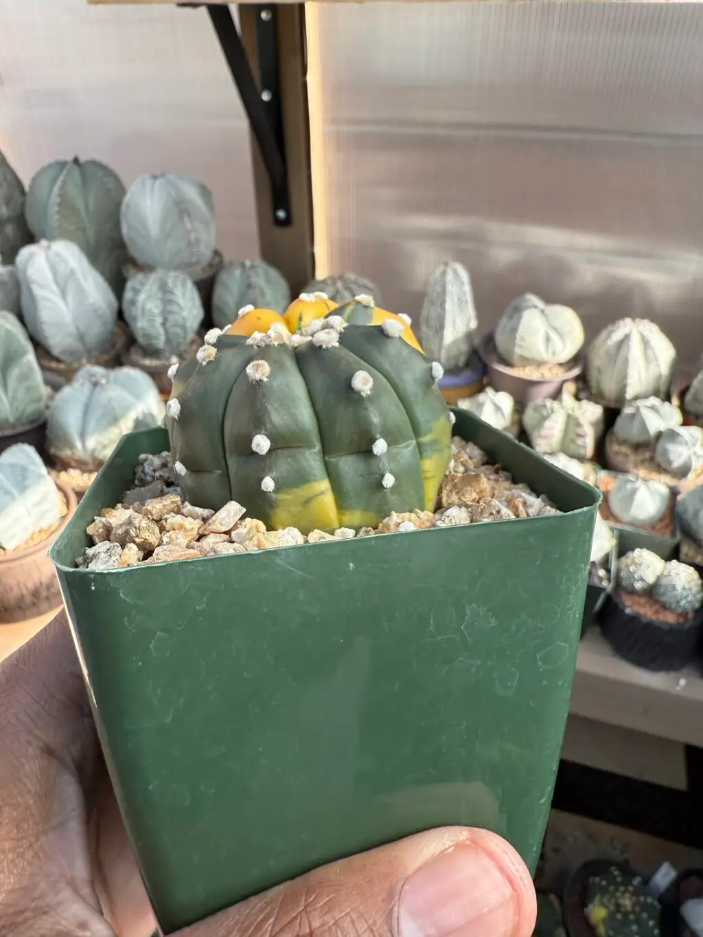 Astrophytum asterias Variegated - Image 2