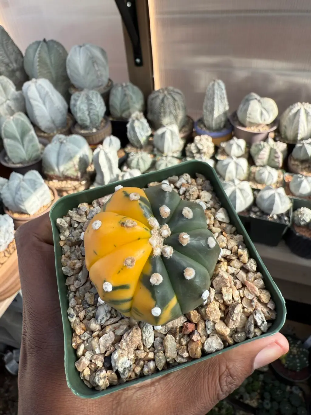 Astrophytum asterias Variegated - Image 3