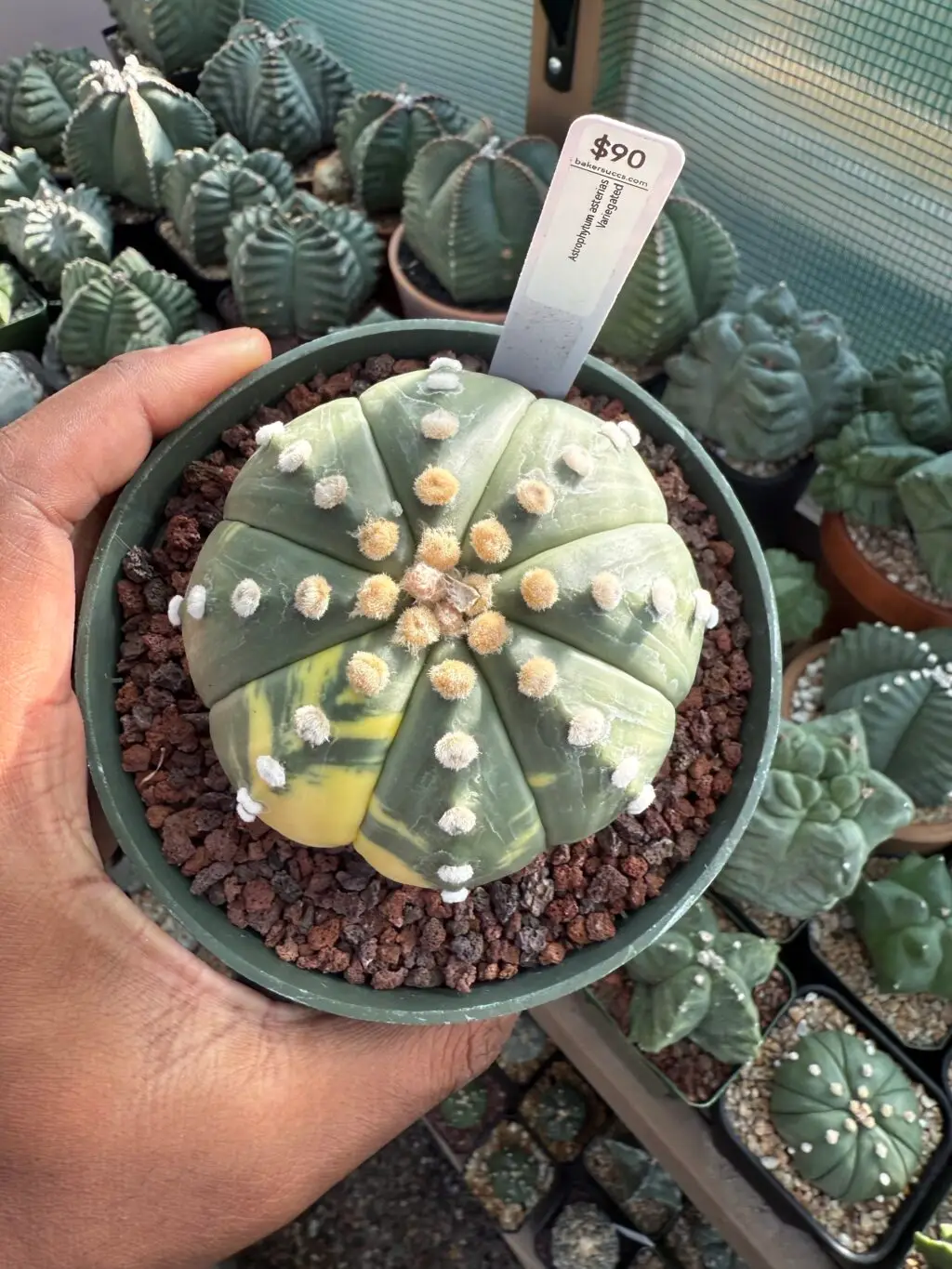 Astrophytum asterias Variegated - Image 3