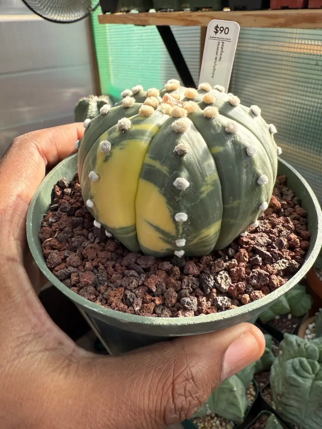 Astrophytum asterias Variegated - Image 2