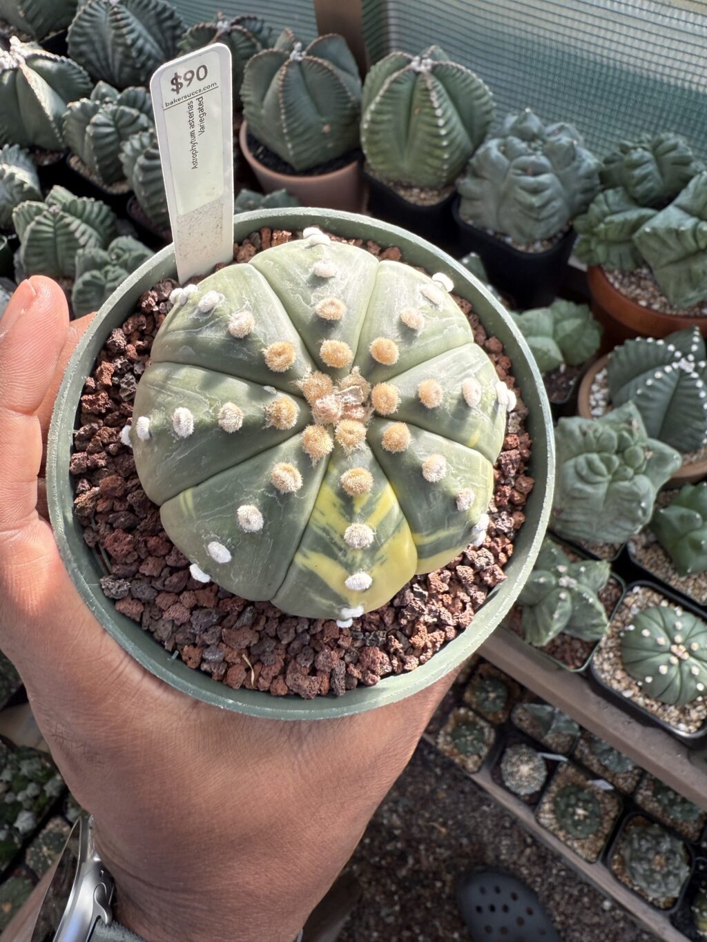 Astrophytum asterias Variegated