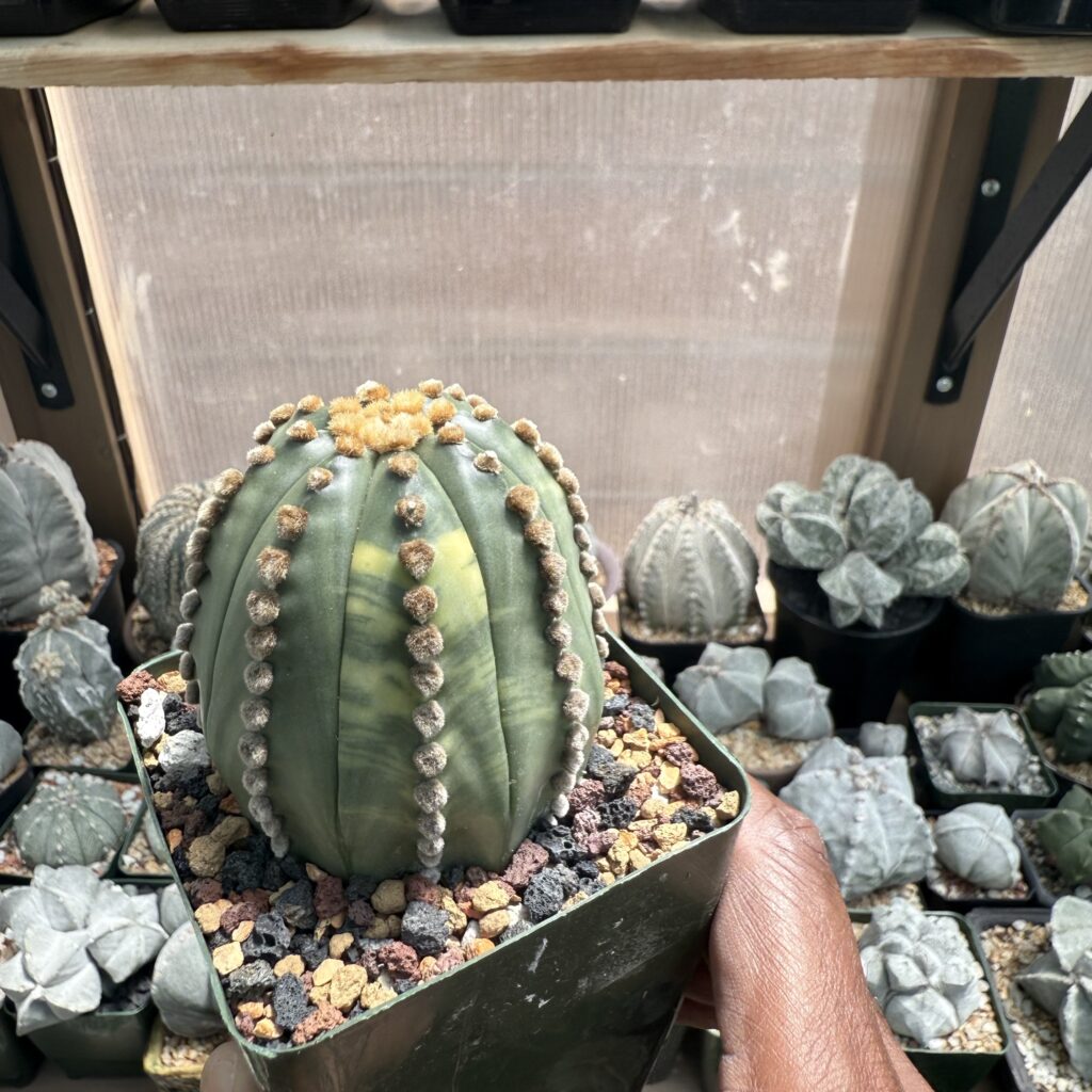 Astrophytum asterias Variegated