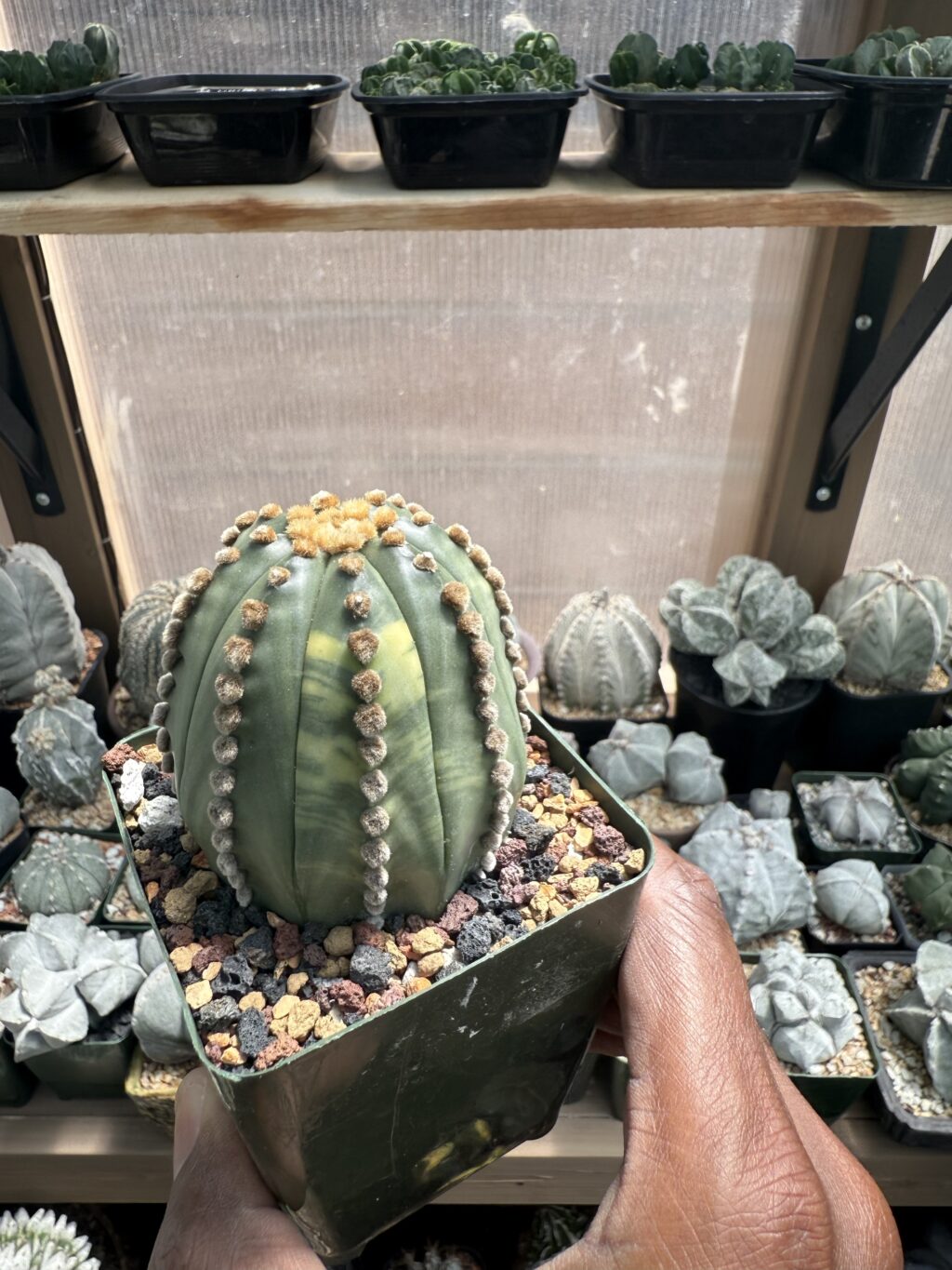 Astrophytum asterias Variegated