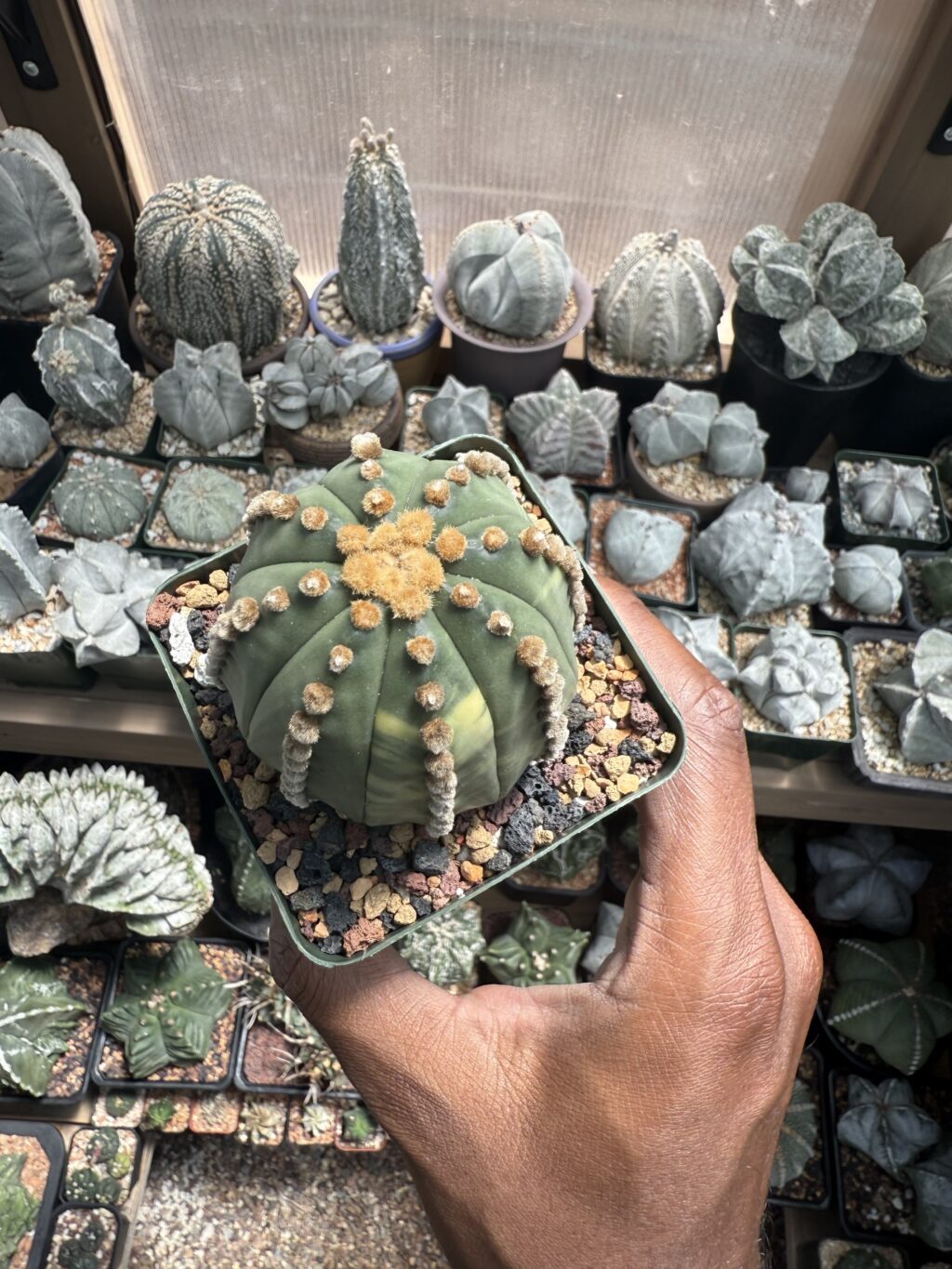 Astrophytum asterias Variegated - Image 2