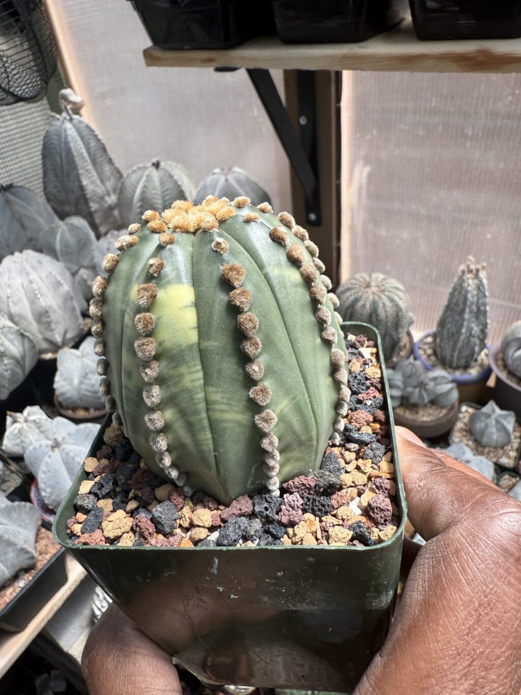 Astrophytum asterias Variegated - Image 3