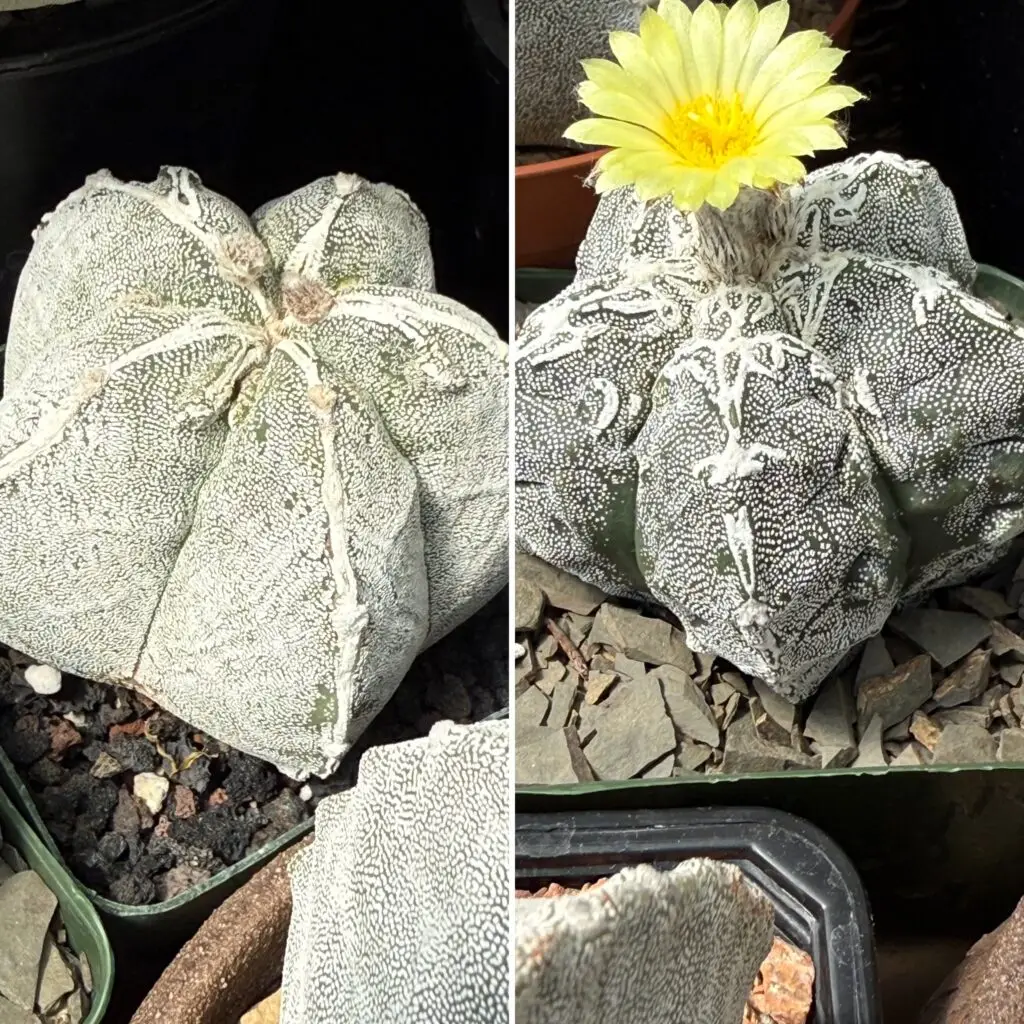 Astrophytum myriostigma cv. Hakujo Fukuryu 10+ Seeds