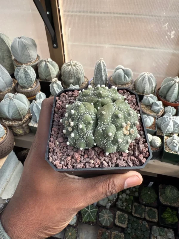 Astrophytum asterias cv. Kikko 3 Headed - Image 4