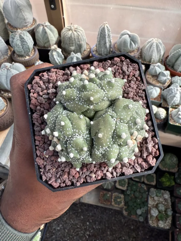 Astrophytum asterias cv. Kikko 3 Headed - Image 3